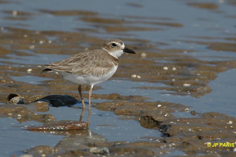 Charadrius wilsonia